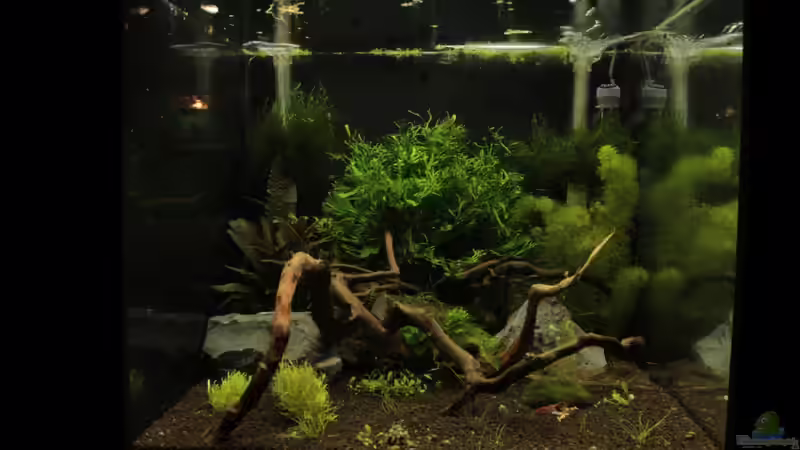 Aquarium Hauptansicht von Bee Tank - Nur noch als Beispiel Aquarium Hauptansicht von Bee Tank - Nur noch als Beispiel