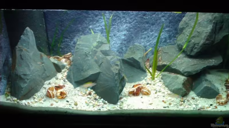 Aquarium Hauptansicht von Cape Kabayeye - Nur noch als Beispiel Aquarium Hauptansicht von Cape Kabayeye - Nur noch als Beispiel