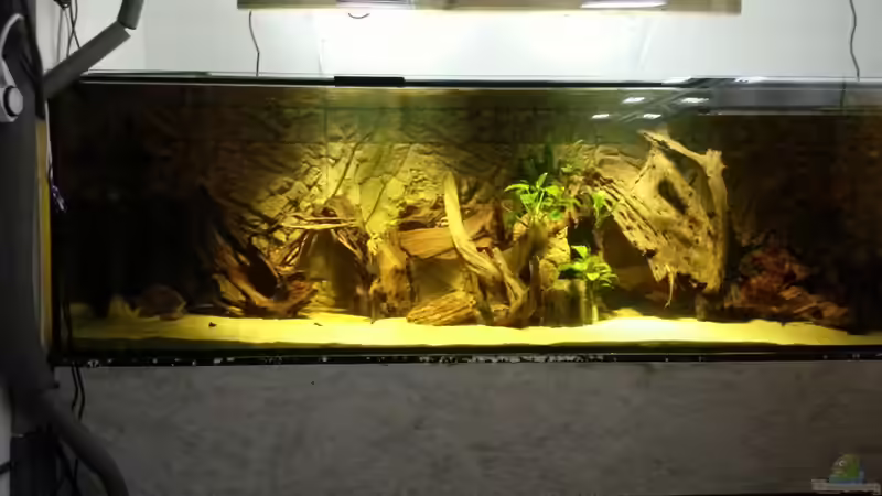 Aquarium Hauptansicht von Cichlidenbecken Aquarium Hauptansicht von Cichlidenbecken