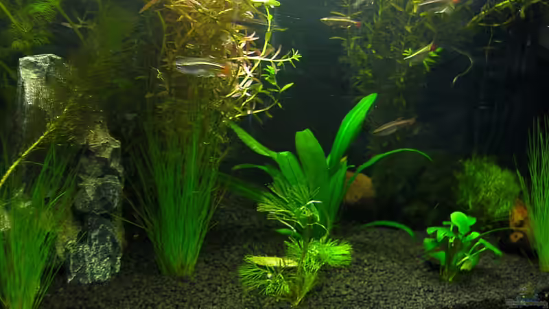 Aquarium Hauptansicht von Das Besatzvorschlagsbecken Aquarium Hauptansicht von Das Besatzvorschlagsbecken