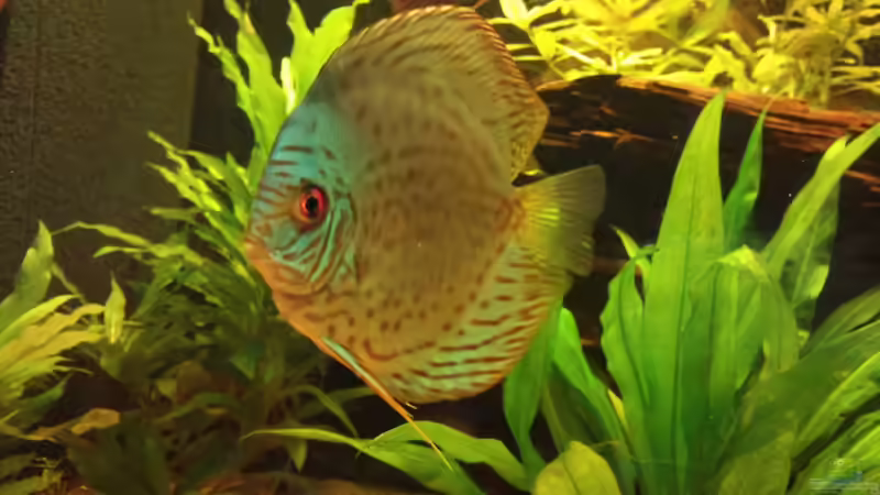Aquarium Hauptansicht von Diskus Becken Aquarium Hauptansicht von Diskus Becken