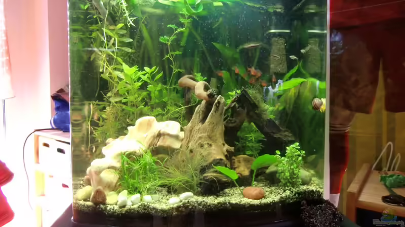 Aquarium Hauptansicht von Dream of Amerika Aquarium Hauptansicht von Dream of Amerika