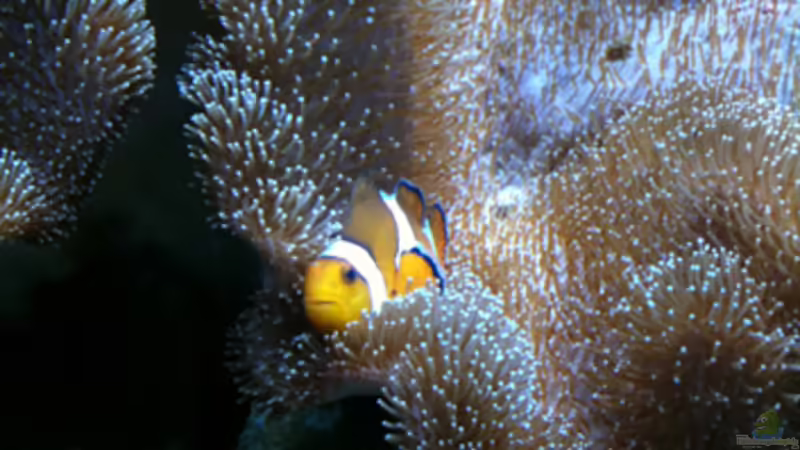 Aquarium Hauptansicht von Flev´s MeWa Tank Aquarium Hauptansicht von Flev´s MeWa Tank