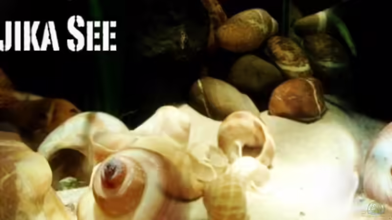 Aquarium Hauptansicht von kleine Barsche Aquarium Hauptansicht von kleine Barsche