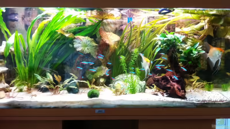 Aquarium Hauptansicht von Laguna Conococha Aquarium Hauptansicht von Laguna Conococha