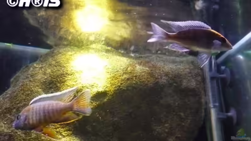 Aquarium Hauptansicht von Malawi TV (nur noch als Beispiel) Aquarium Hauptansicht von Malawi TV (nur noch als Beispiel)