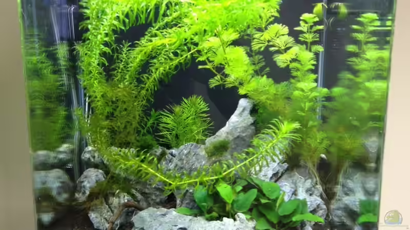 Aquarium Hauptansicht von Nano Cube 60l Aquarium Hauptansicht von Nano Cube 60l