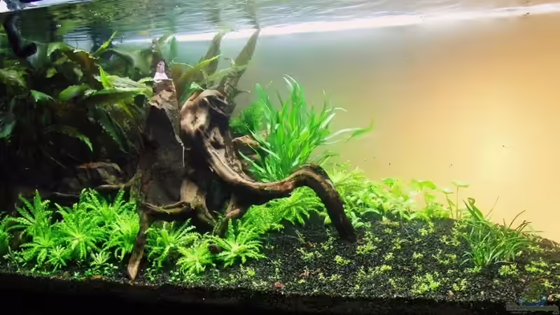 Aquarium Hauptansicht von Oasis of silence Aquarium Hauptansicht von Oasis of silence