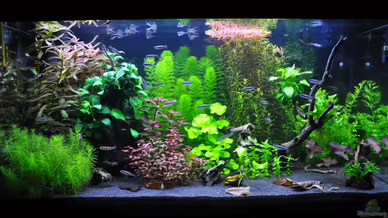 Aquarium Hauptansicht von Planted world Aquarium Hauptansicht von Planted world