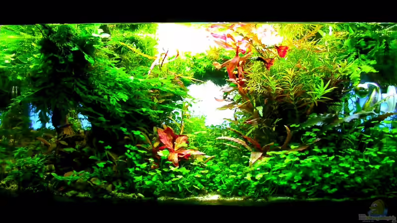 Aquarium Hauptansicht von Prinzessin Lillyfish Aquarium Hauptansicht von Prinzessin Lillyfish