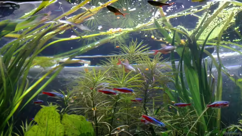Aquarium Hauptansicht von Südamerika Aquarium Hauptansicht von Südamerika