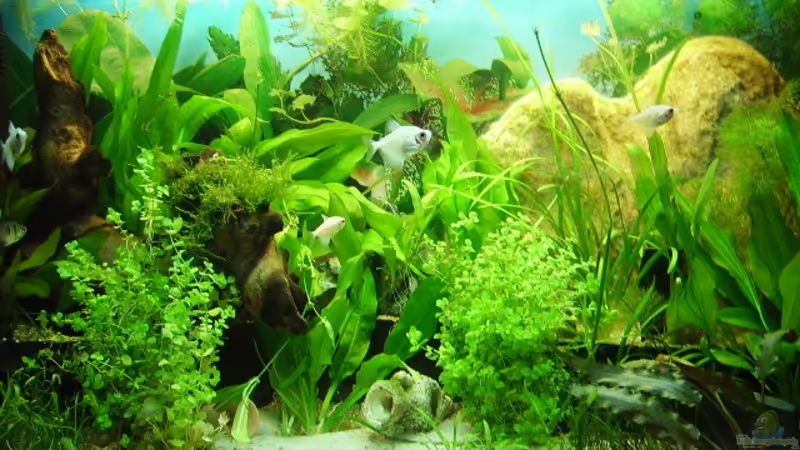 Aquarium Hauptansicht von Südamerika Aquarium Hauptansicht von Südamerika