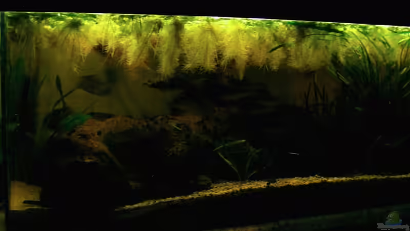 Aquarium Hauptansicht von The Paths of Kulander-The North of South Amerika ( Aquarium Hauptansicht von The Paths of Kulander-The North of South Amerika (