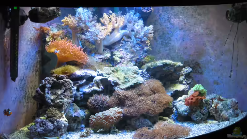 Aquarium Hauptansicht von Trigon 350 (ablösung durch Deltec- Becken) Aquarium Hauptansicht von Trigon 350 (ablösung durch Deltec- Becken)
