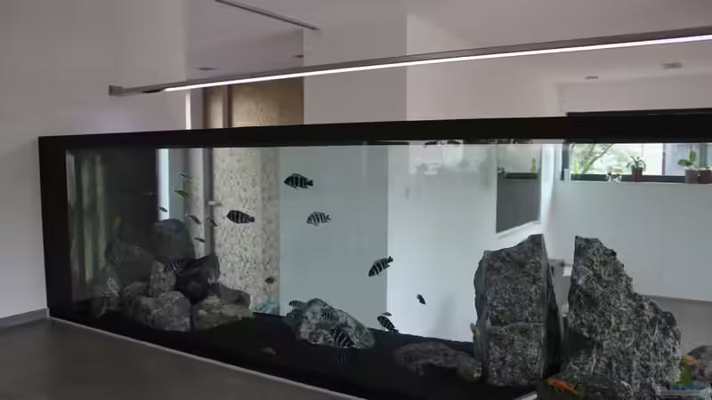 Aquarium Hauptansicht von unsere Küchenrückwand ) Aquarium Hauptansicht von unsere Küchenrückwand )
