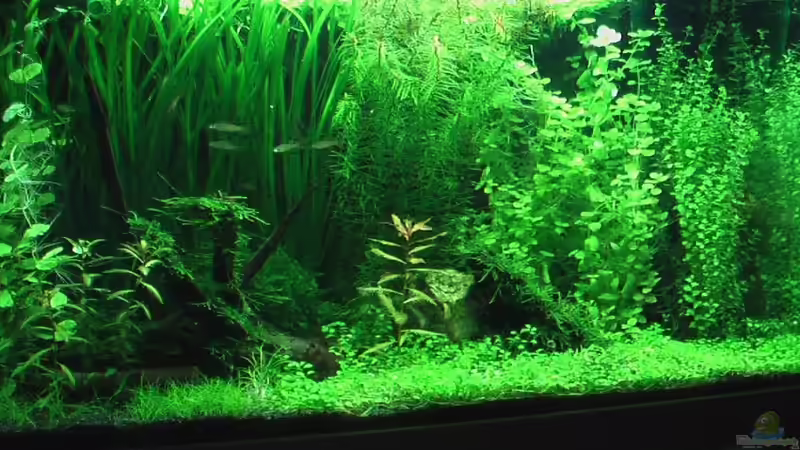 Aquarium Hauptansicht von Werneris wilde Welt Aquarium Hauptansicht von Werneris wilde Welt