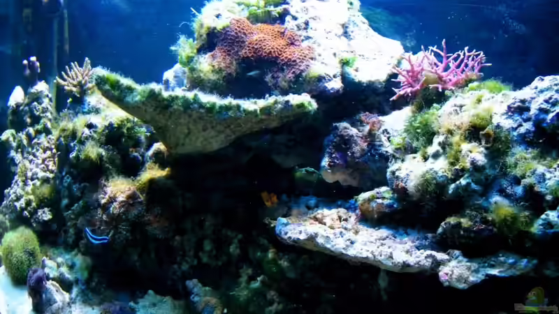 Barrier Reef Barrier Reef