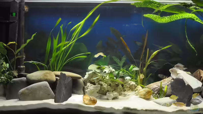 Becken am 08. Februar 2013 Becken am 08. Februar 2013