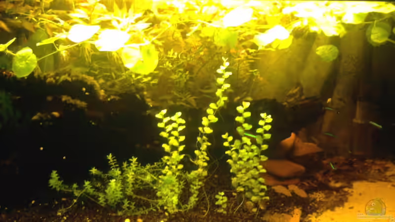 En el Camino de Mato Grosso a Río Negro (10.09.2012) En el Camino de Mato Grosso a Río Negro (10.09.2012)