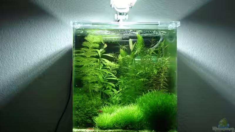 Gesamtansicht (Stand 20.01.2011) Gesamtansicht (Stand 20.01.2011)