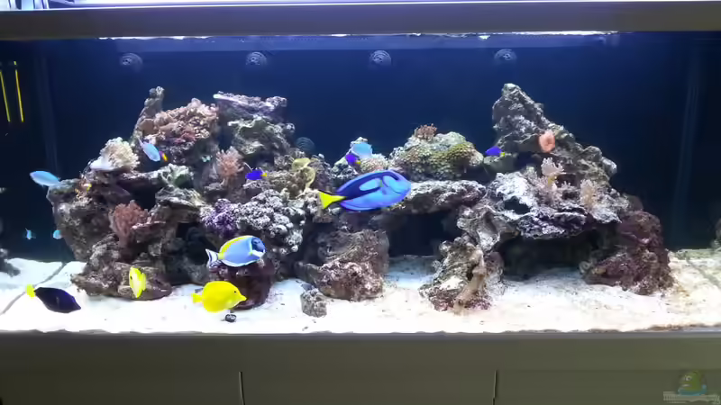 Aquarium einrichten