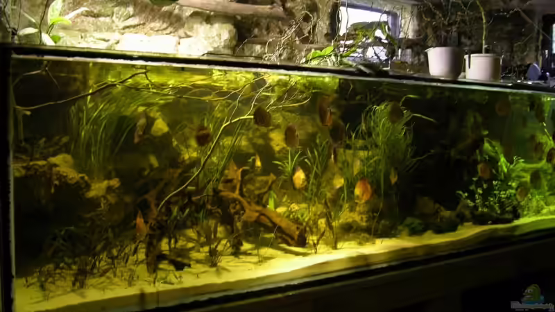 Leider die einzige Perspektive wo sich das Becken als ganzes Fotografieren lässt Leider die einzige Perspektive wo sich das Becken als ganzes Fotografieren lässt