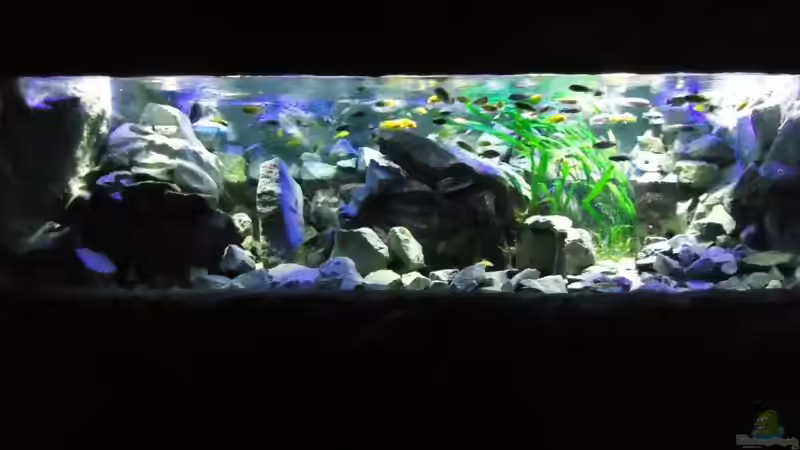 Mbuna Bay of Darkness Mbuna Bay of Darkness