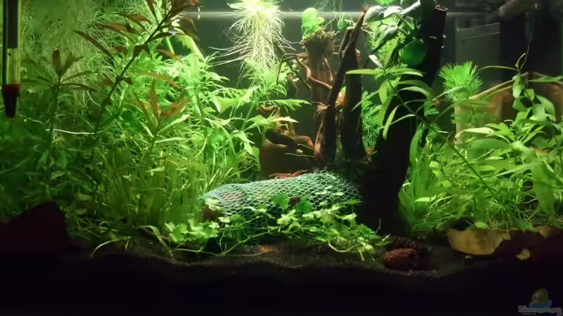 Neues Hauptbild. Mopaniwurzel ersetzt durch Moorkienholz Neues Hauptbild. Mopaniwurzel ersetzt durch Moorkienholz