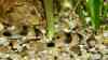 Corydoras weitzmani