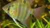 Pterophyllum leopoldi