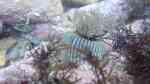 Diadumene neozelanica im Aquarium halten (Einrichtungsbeispiele für Gestreifte Neuseeland-Anemone)