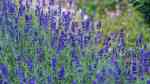 Lavandula angustifolia am Gartenteich (Einrichtungsbeispiele mit Echter Lavendel)
