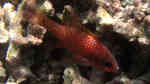 Pristiapogon kallopterus im Aquarium halten (Einrichtungsbeispiele für Spornbacken-Kardinalbarsch)