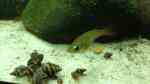 Oryzias woworae im Aquarium halten (Einrichtungsbeispiele für Neon-Reisfische)