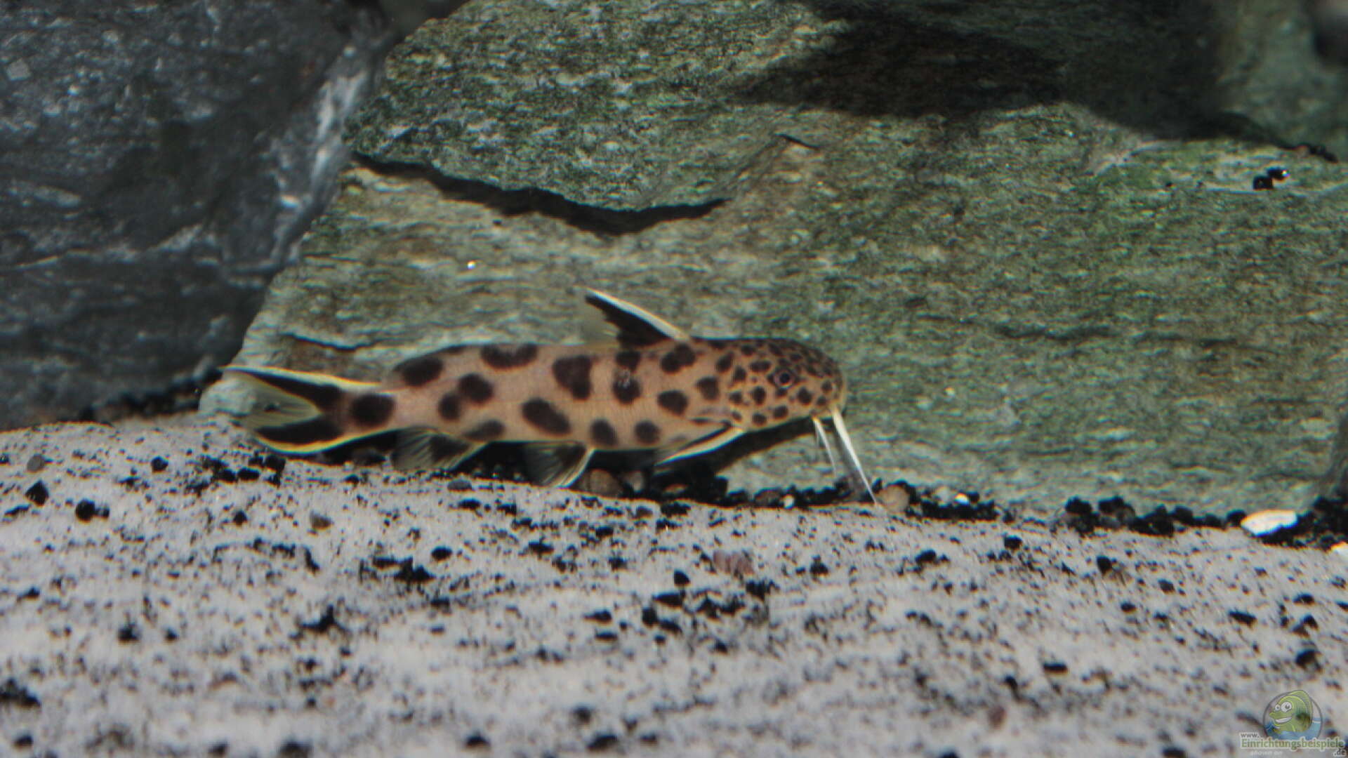 Synodontis Lucipinnis Zwerg Kuckucks Fiederbartwels