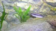 Taeniochromis holotaenia