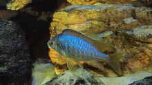 Placidochromis jalo reef