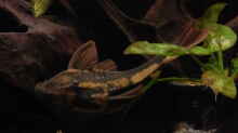Cochliodon basilisko