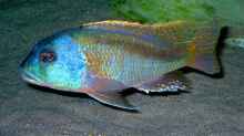 Buccochromis-Arten