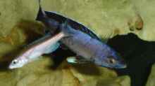 Cyprichromis-Arten