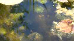 junge Scheibenbarsche (Enneacanthus chaetodon) im Gartenteich