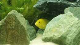 Foto mit Labidochromis caeruleus (Yellow)