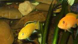Foto mit Maylandia estherea red und Labidochromis yellow