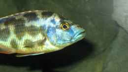 Foto mit Nimbochromis livingstoni