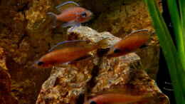 Foto mit Gruppe Paracyprichromis nigripinnis Chituta