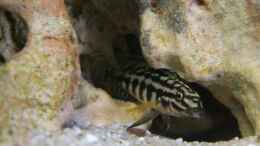 Foto mit Julidochromis maleri