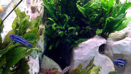 Foto mit Pärchen Melanochromis Maingano