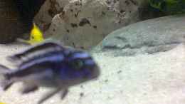 Foto mit Melanochromis Maingano 5 Stck 3-4 cm
