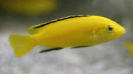 Foto mit Labidochromis yellow