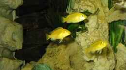Foto mit Labidochromis caerules -Yellow